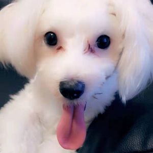 Meet your Posher, Meiqing